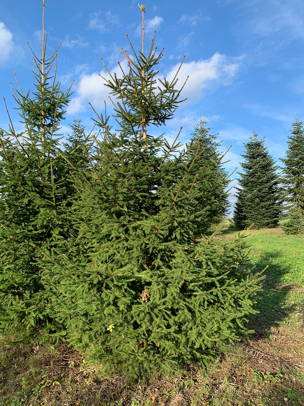 Weihnachtsbaum selber schlagen Fassensdorfer Tannen